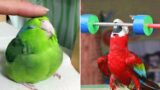 Smart And Funny Parrots Parrot Talking Videos Compilation (2023) – Cute Birds #25