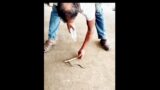 Snake to the rescue #youtubeshorts #snake#rescue #Gokhro#@Sanat Plus