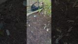 Squirrels Ate My Fall Vegetable Garden