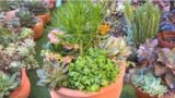 Succulent Arrangement in Big Terracotta Pot