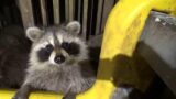 Sunday Oct 1st – "International Raccoon Day" Celebration