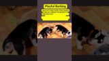 The Language of Playful Barks #shorts #dogbarking #petlover