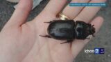 The infestation continues: Big Island becomes latest victim to Coconut Rhinoceros Beetles
