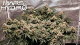 Tropicana Cherry Weeks 3-5 of Flower – The Mars Grow: S3 EP5 | All In One FC Grow Kit | FC3000