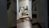 Troublemaker puffin wants to come inside #samoyed #doglovers #viral #shortvideo #shorts #funny