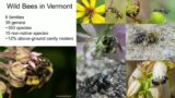 Vermont's Wild Bees; Past, Present and Future 10-05-2023 (Community Senior Center)
