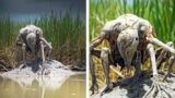 What a Man Captured in a River Shocked the Whole World