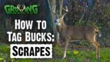 What are Scrapes and How to Use them to Find Bucks