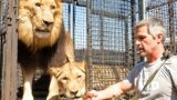 Will These LIONS Load? | The Lion Whisperer