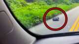 Woman Spots Trash Bag on Side of Road, Then Her Heart Drops When She Looks Inside