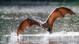 World of Aerial Mammals| Bats || #nature #birds #wildlife #predators #4k