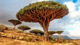 Yemen's Extraordinary Lost-World Island | Socotra: Island of Dragon's Blood