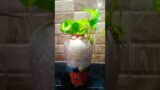 plants for home decor# my crafts terracotta pots# showing plants #ytshorts