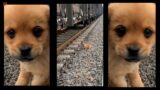 "A Heroic Act: Rescuing a Puppy on the Train Tracks"