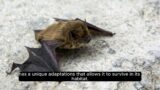 "The Miniature Marvels: Bumblebee Bat – Guardians of the Night"
