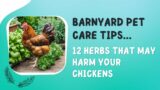 12 Herbs NOT to Feed Your Chickens
