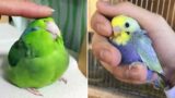Smart And Funny Parrots Parrot Talking Videos Compilation (2023) – Cute Birds #34