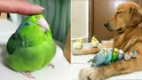 Smart And Funny Parrots Parrot Talking Videos Compilation (2023) – Cute Birds #36