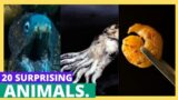 20 Surprising Animals. Fascinating Facts About Our Earthly Companions!