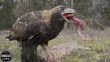 30 Moments How Do Eagles Kill And Gutted Their Most Brutal Prey? | Wild Animals