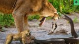 35 Horror War Of Lions And Venomous Snakes In Africa, Who Is The Winner ? | Animal Fights