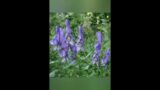 ACONITUM NEPELLUS for now a days