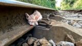 Abandoned kitten on the train tracks and thought he couldn't survive but a miracle happened