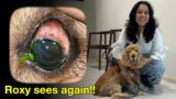 Against All Odds: Roxy's Journey from Blindness to Recovery – Episode 56