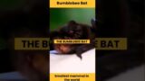 Amazing Facts about Bumblebee Bat.. #amazingfacts #batman #bumblebee