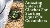 Amazing Homemade Sidewall Cloches For Starting Squash & Cucumbers