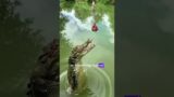 Animal Antics: Laugh Along with these Amusing crocodiles jumping out of water! #funnyanimals