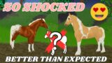 BREEDING APPALOOSA COATS ONTO DRAFT BREEDS! | Wild Horse Islands