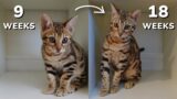 Bengal kitten growing up: From kitten to teen