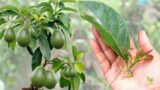 Best way to propagate avocados is by leaf cuttings