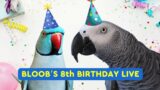 Bloobs birthday live