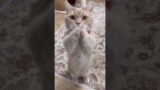 CUTE CAT MEOW MEOW #shorts #viral