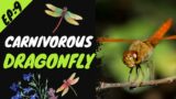 Carnivorous Dragonflies Nature's Aerial Predators #dragonfly #animalfactsuk #trendingvideo