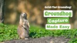 Catch and Release: How to Trap a Groundhog Safely and Humanely | The Guardians Choice