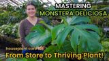 DO THIS When Buying MONSTERA DELICIOSA! Monstera Care Light, Repot, Soil, Water -Houseplant Care 101