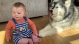 Dog Thinks She's Adopted Baby! (Cutest Ever!!)