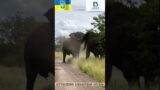 EPIC GIANT CLASH: ELEPHANT FIGHTING IN THE WILD