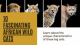 Exploring Africa's Majestic Felines: 10 Wild Cats and Their Unique Cat-tastic Traits!