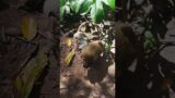 Funny Video Monkeys Good boy  #khmerangkor #monkey #fishponds #animals #khmer #babymonkey