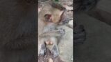 Funny Video Monkeys , Good Boy  #khmerangkor #monkey #fishponds #animals #khmer #babymonkey