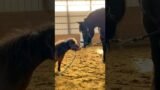 Horse Teaches A 30-Year-Old Rescue Horse How To Play l The Dodo #animals #horse #horses