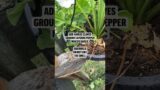 How to keep squirrels out of plants | Natural squirrel repellent| squirrel deterrent
