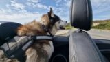 Husky Decides On The Long Way Round