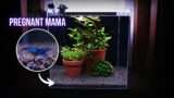 I DISCOVERED THIS after adding BLUE DIAMOND shrimps | EP2 TERRACOTTA POTS AQUARIUM