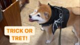 I Took My Shiba Trick or Treating. He LOVED It.