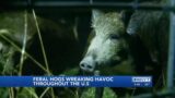 Invasive species wreaking havoc in Kentucky